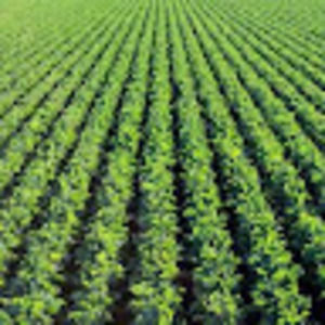 Meet your Posher, Radha krishna